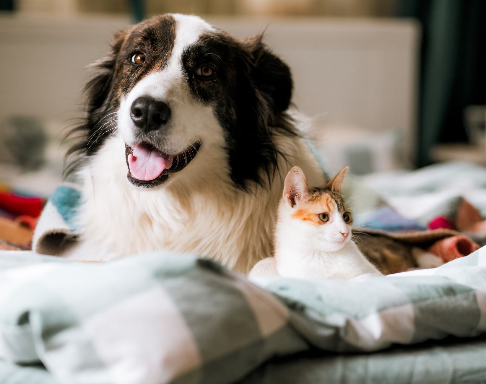 Our Pets Store