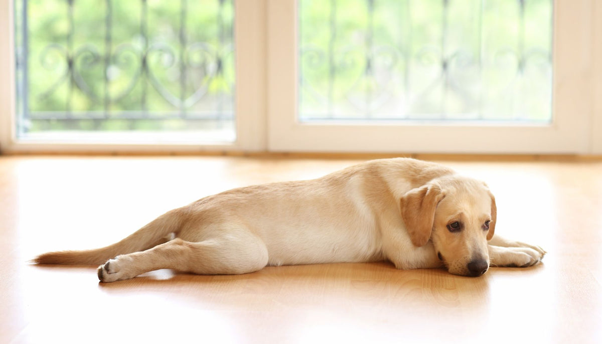 Summer Heat Is Tough On Pets